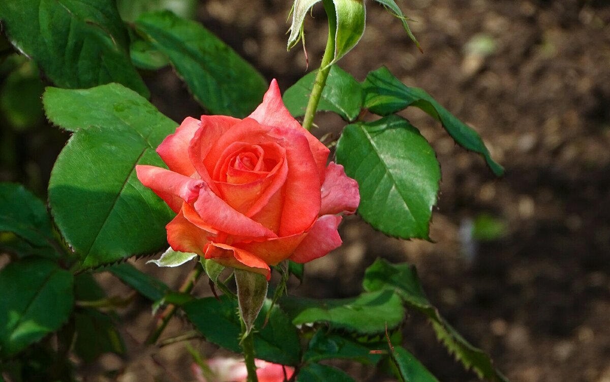 Лето и цветы. - Милешкин Владимир Алексеевич Лето и цветы. - Милешкин Владимир Алексеевич