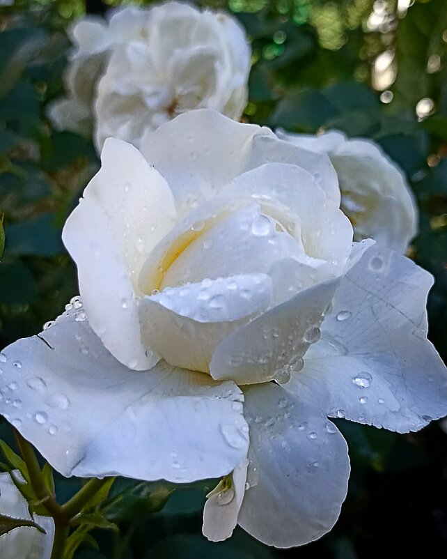 *** - Светлана Кузнецова