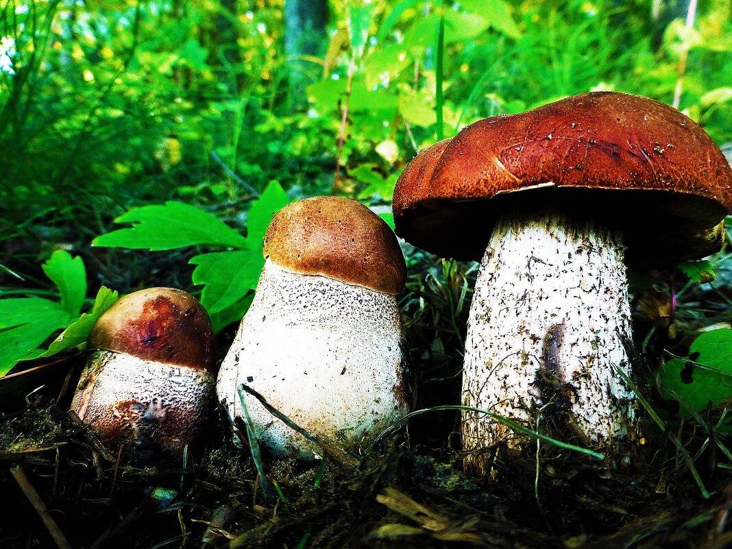 Июль...Лесные крепыши! - Владимир 