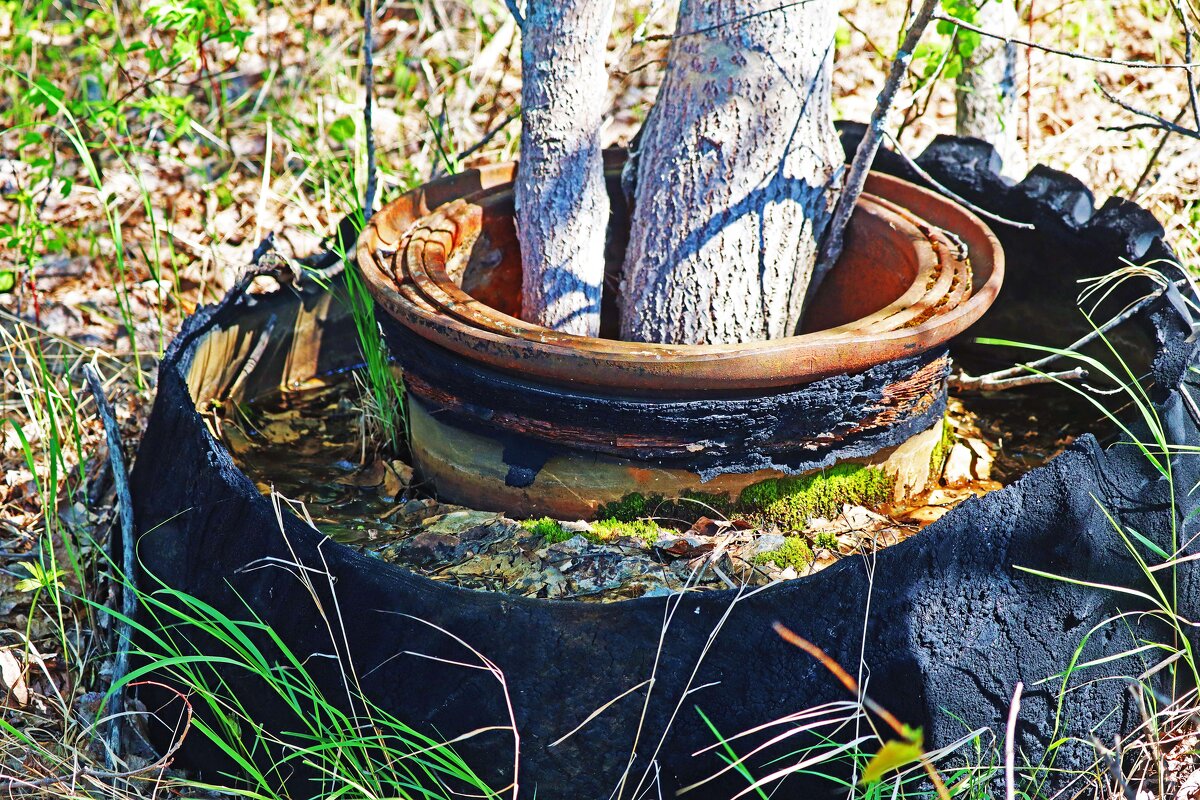 Чудо природы! В колесе - осинки! - Владимир 