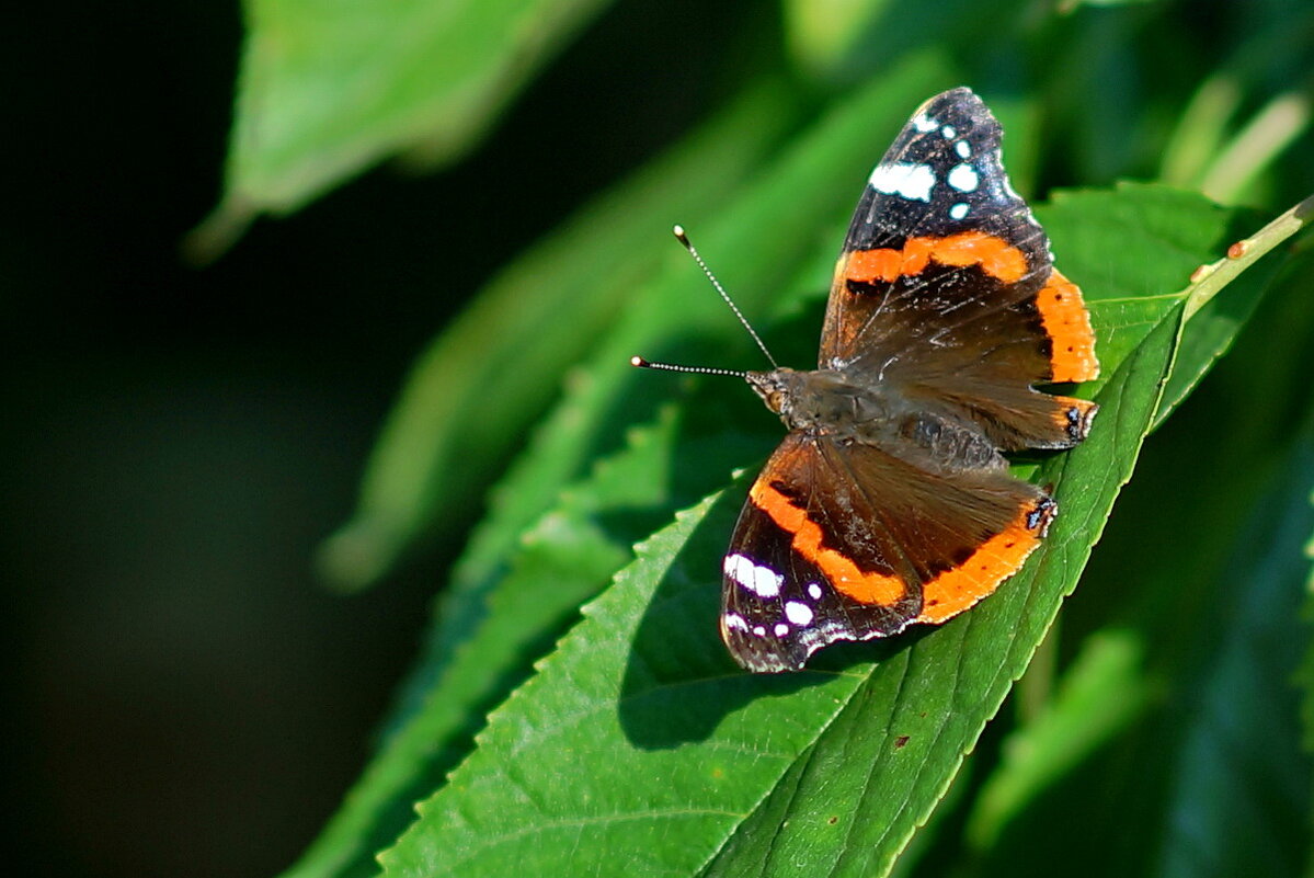 Макро мир вокруг нас... - Николай Саржанов