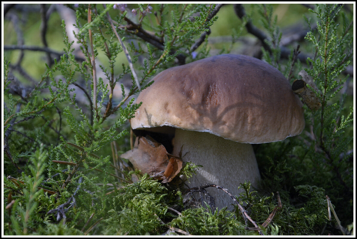 Царь - Aleksandr Gal