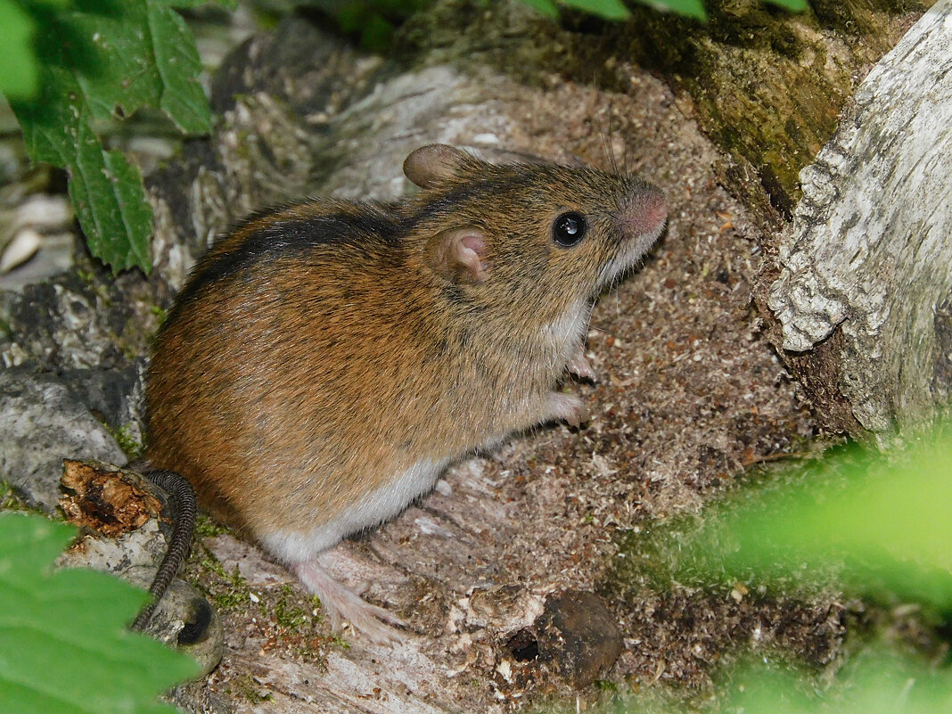 Полевая мышь - Лина 