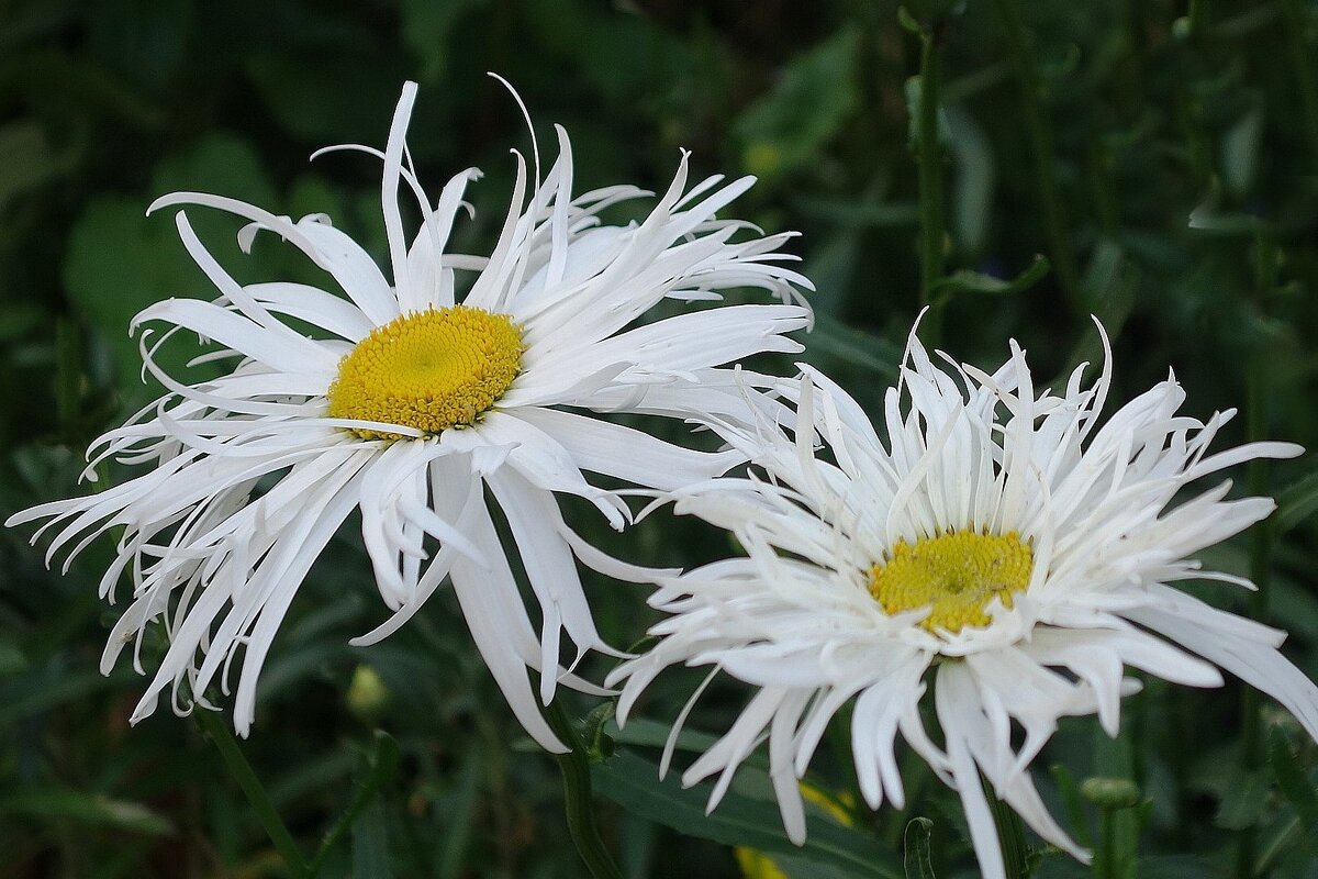 Ромашки - Рита Симонова Ромашки - Рита Симонова