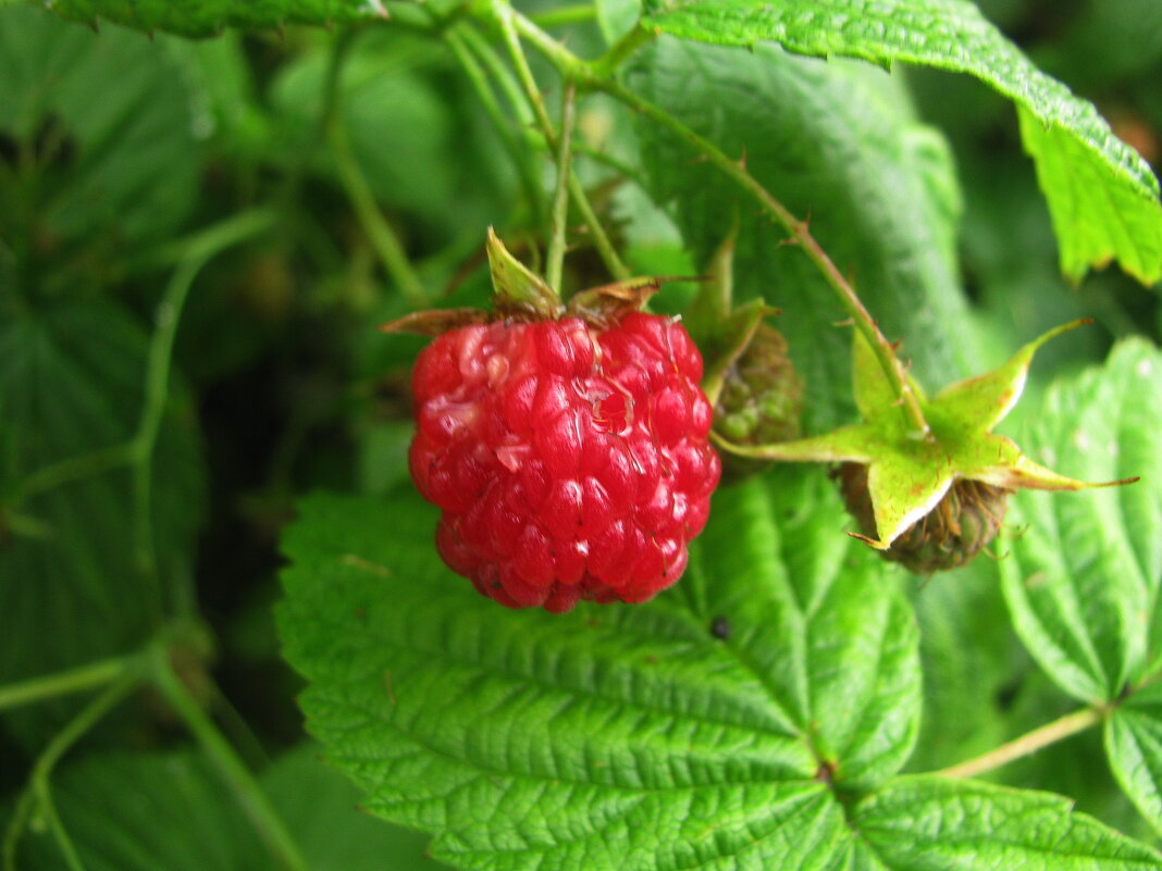 Малина поспевает - Людмила Смородинская