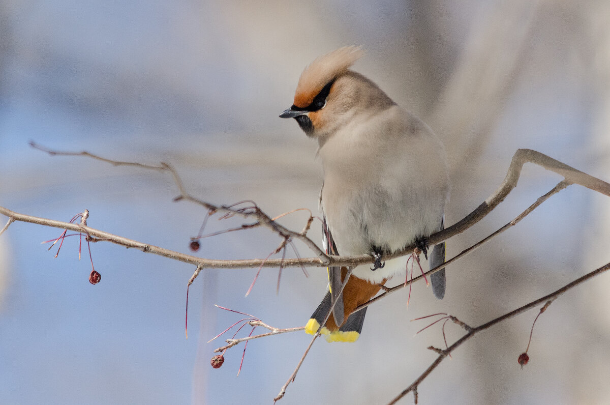 Свиристель - Виктор Иванович Чернюк Свиристель - Виктор Иванович Чернюк