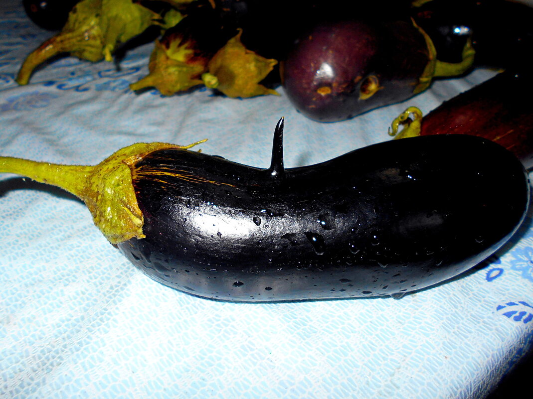 Баклажан с шипом - Константин Штарк