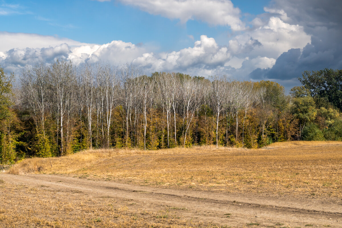 Осень - Игорь Сикорский