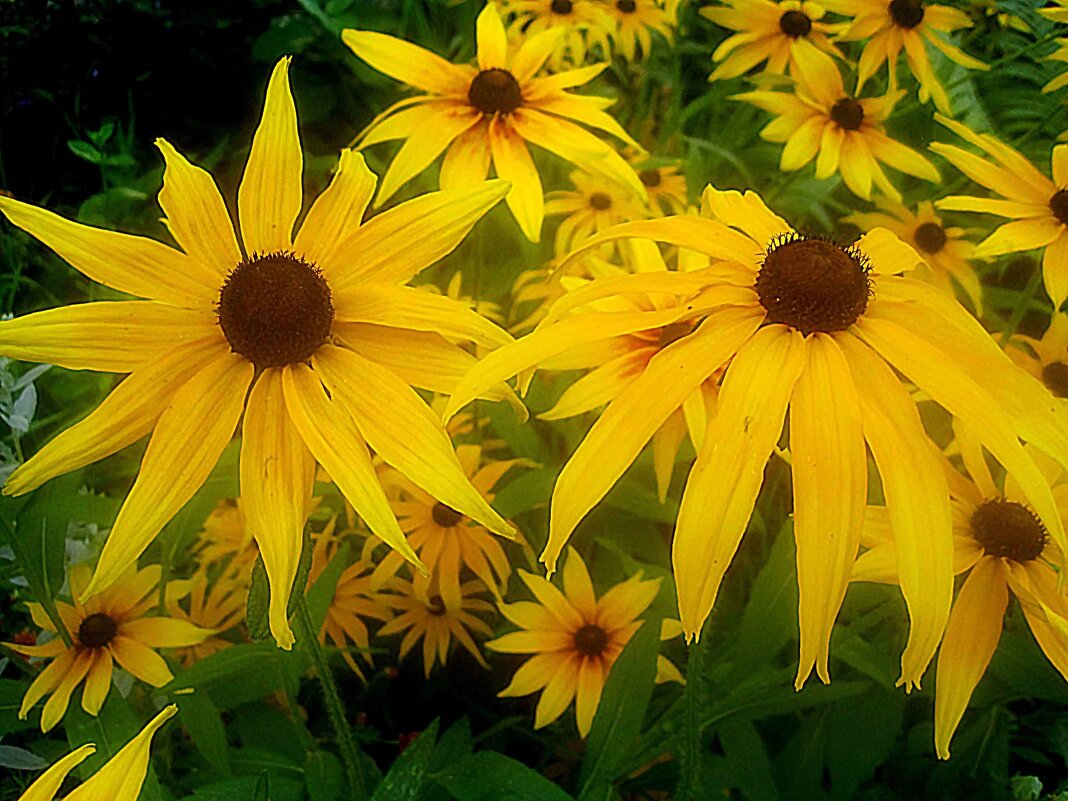 Солнечные - Елена Семигина