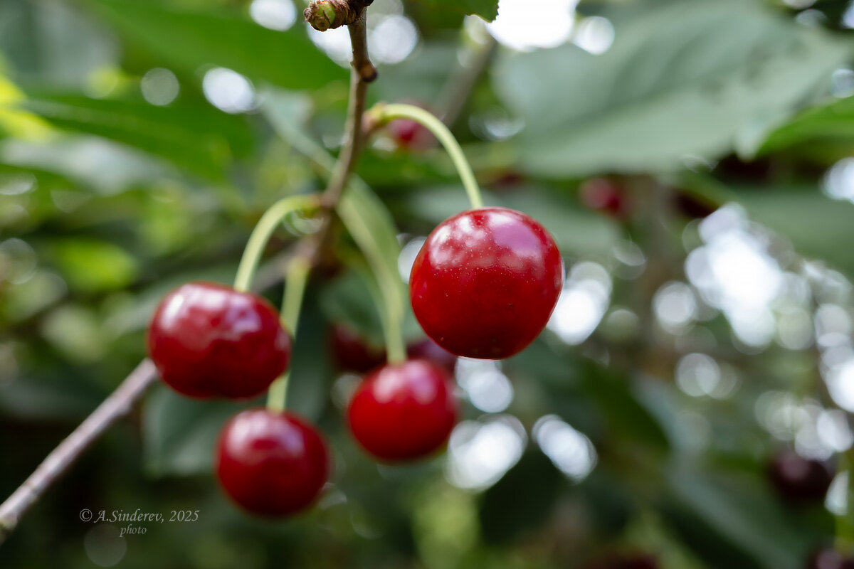 Ягоды вишни на ветке - Александр Синдерёв