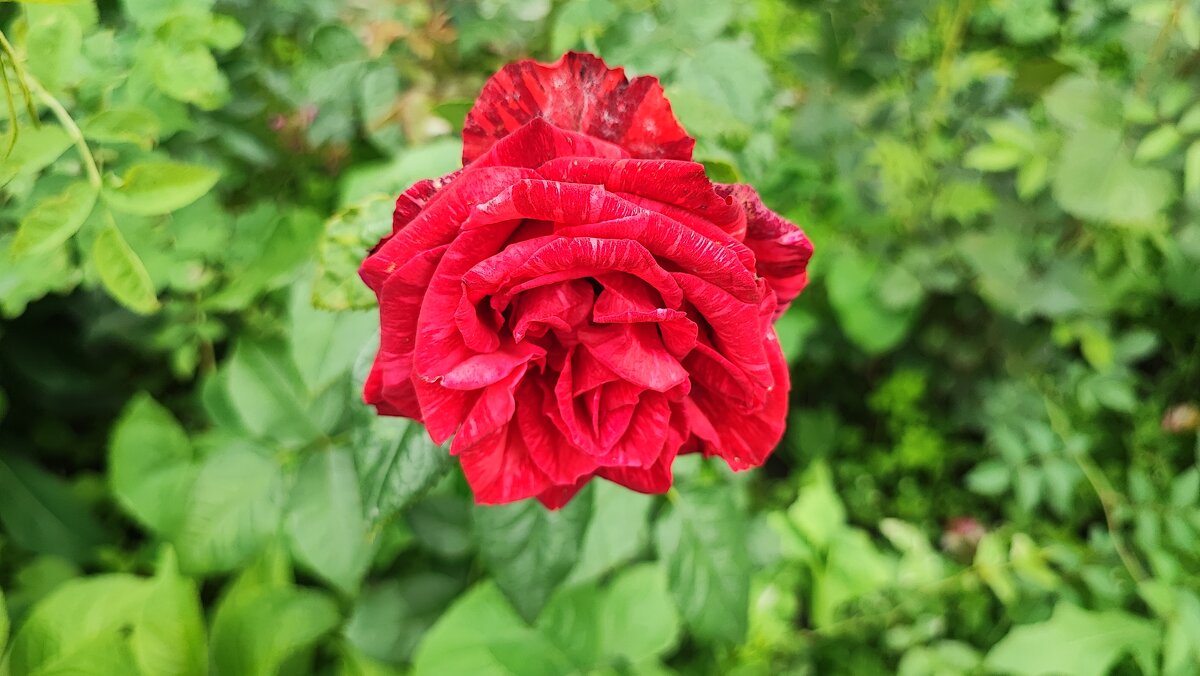 ,,, - Сергей Тимоновский ,,, - Сергей Тимоновский