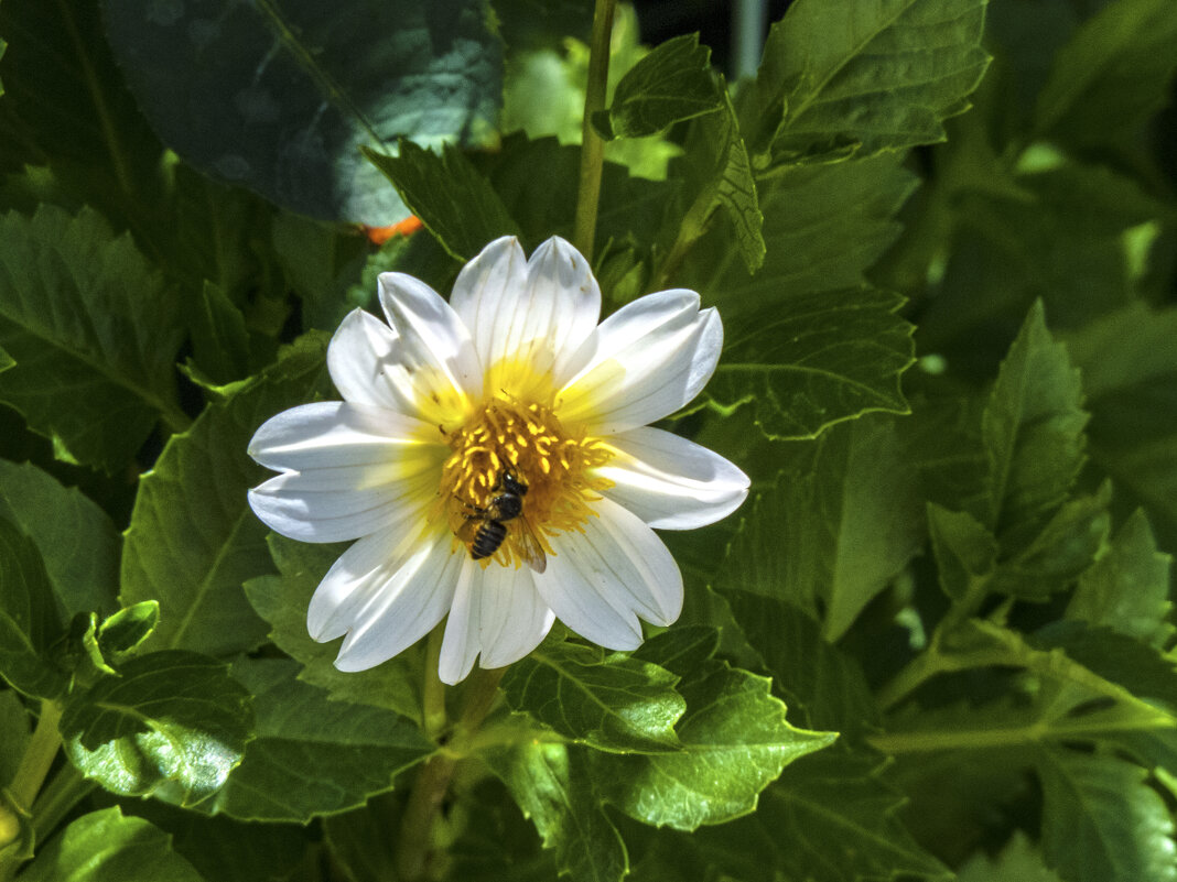 За нектаром - Валентин Семчишин
