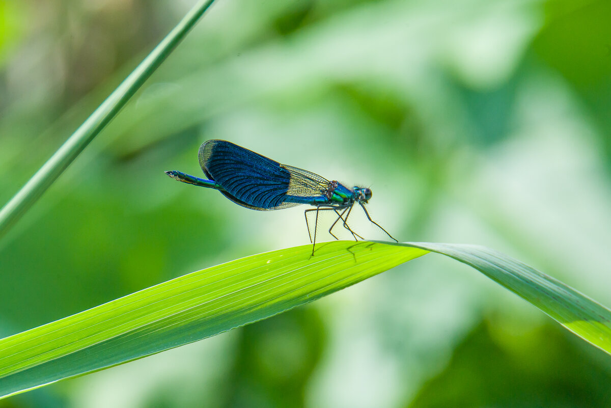 Стрекоза все лето пела.... - Sergey (Apg) Стрекоза все лето пела.... - Sergey (Apg)