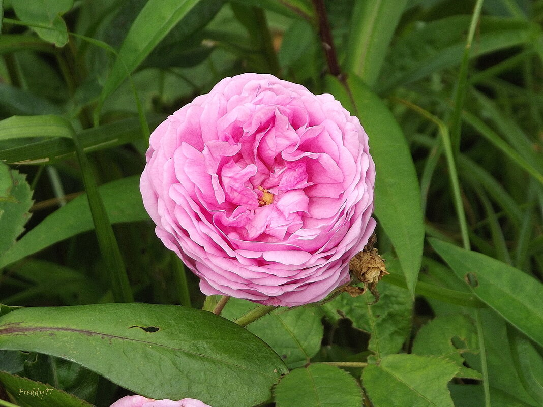 Роза - Freddy 97