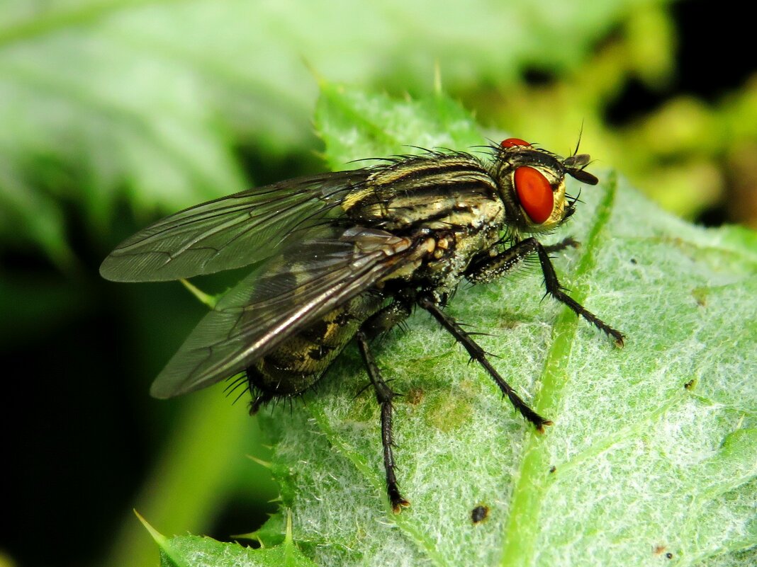 Муха - Андрей Снегерёв