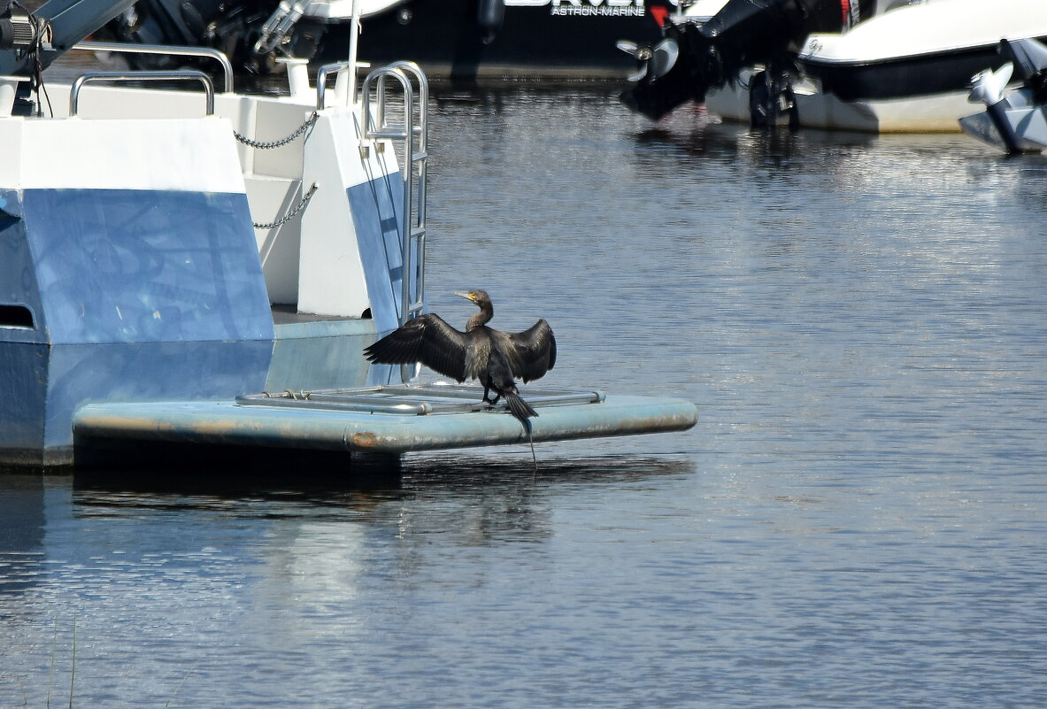 Баклан - Алексей .