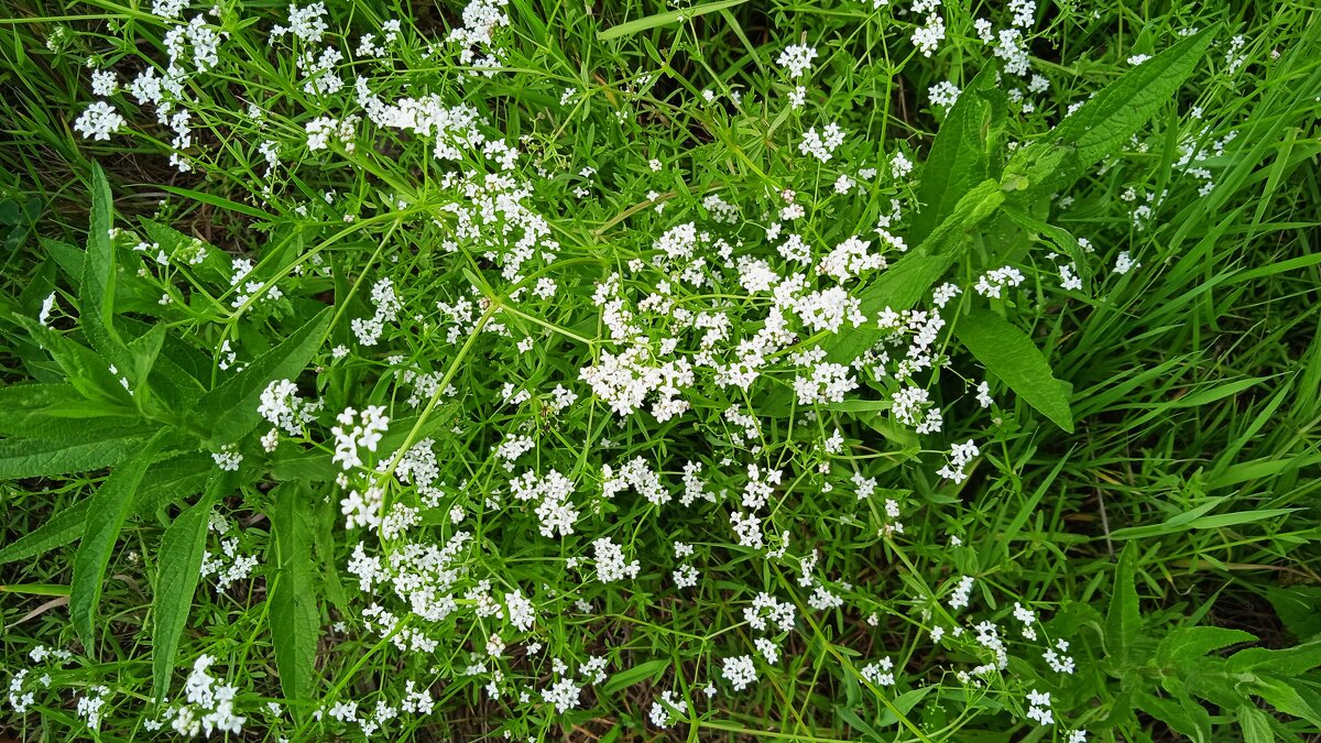 лесное - Елена Шаламова