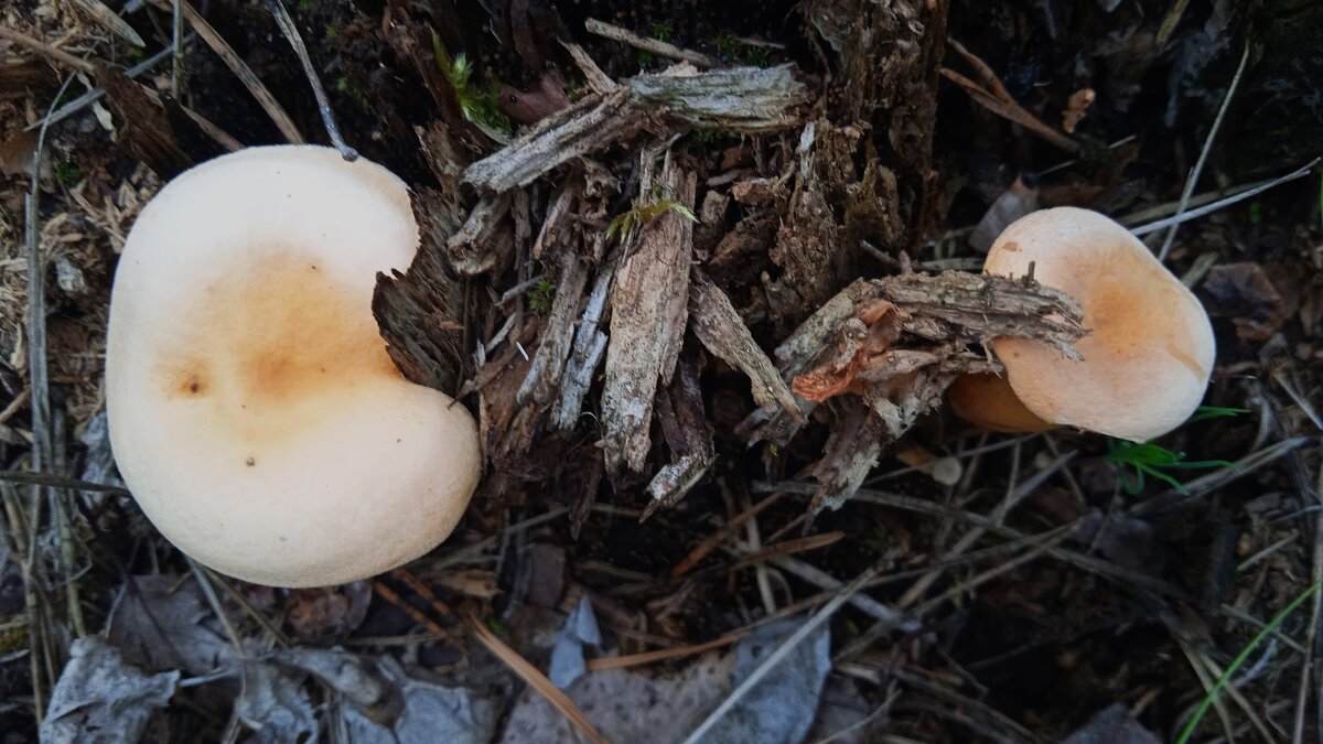 лесное - Елена Шаламова