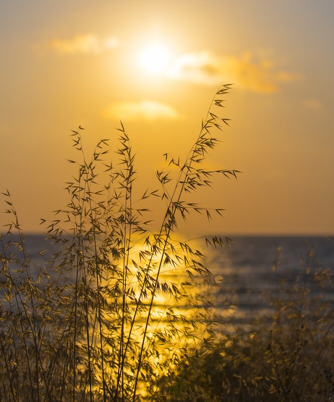 Золотой вечер - Светлана Тихонина