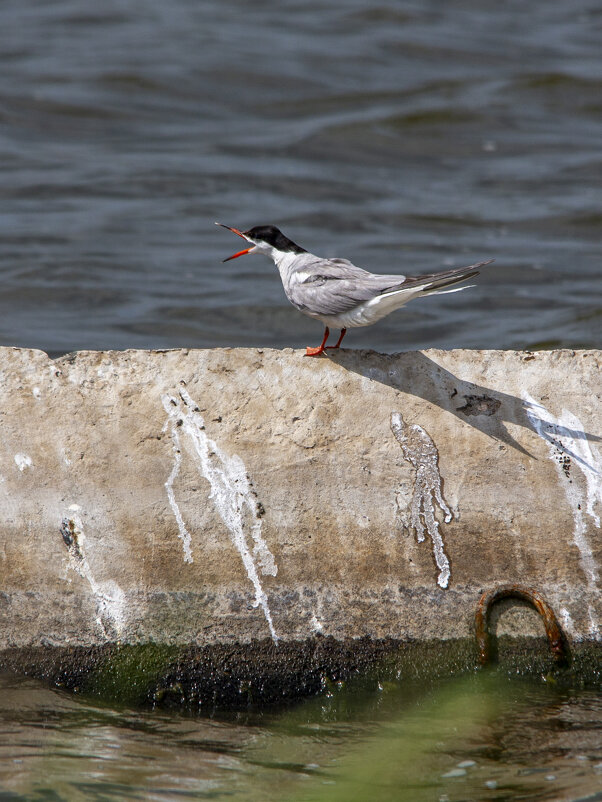 Крачка - Barguzin_45 Иваныч