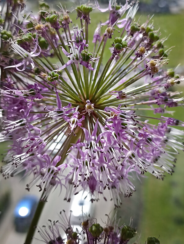 Лук декоративный. - Лилия *