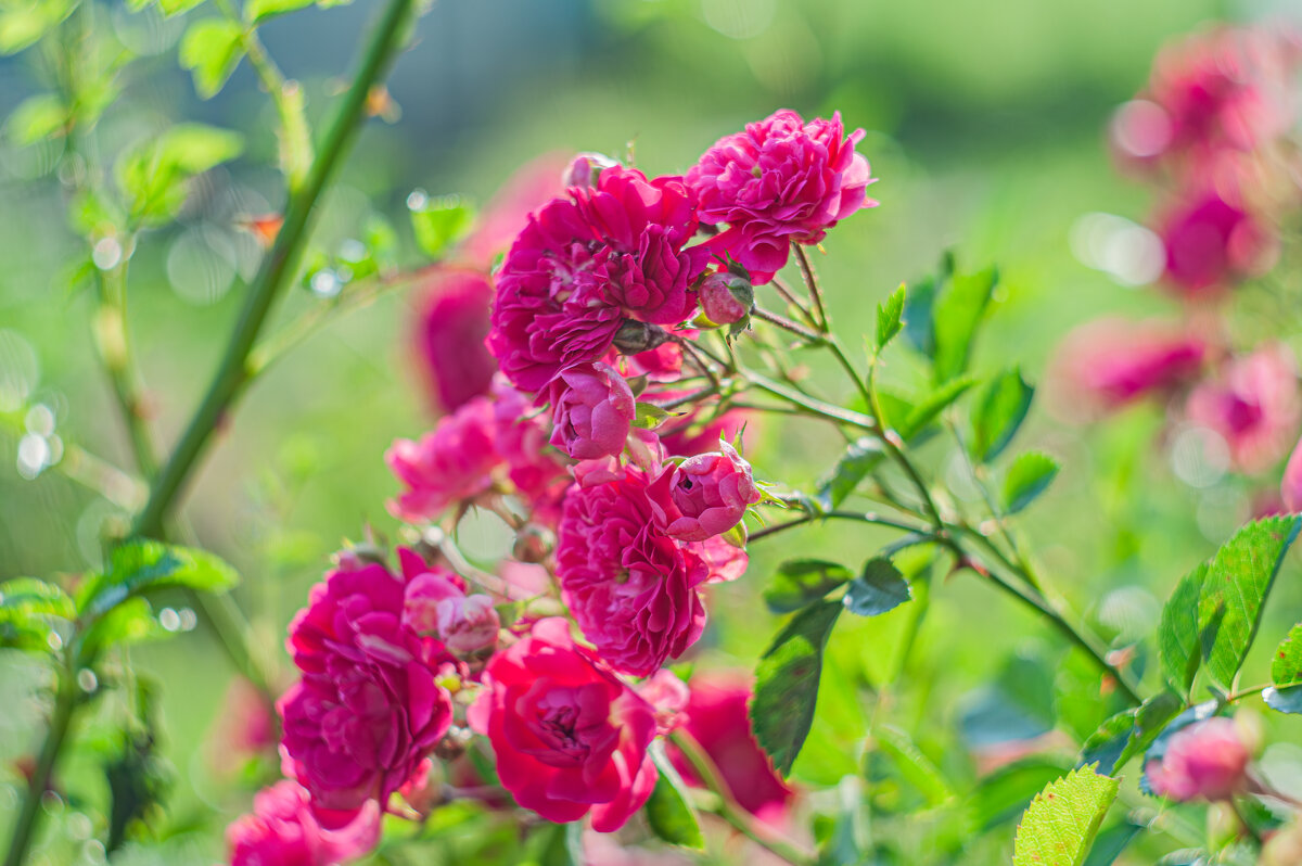 Дачные красоты - Александр Филатов