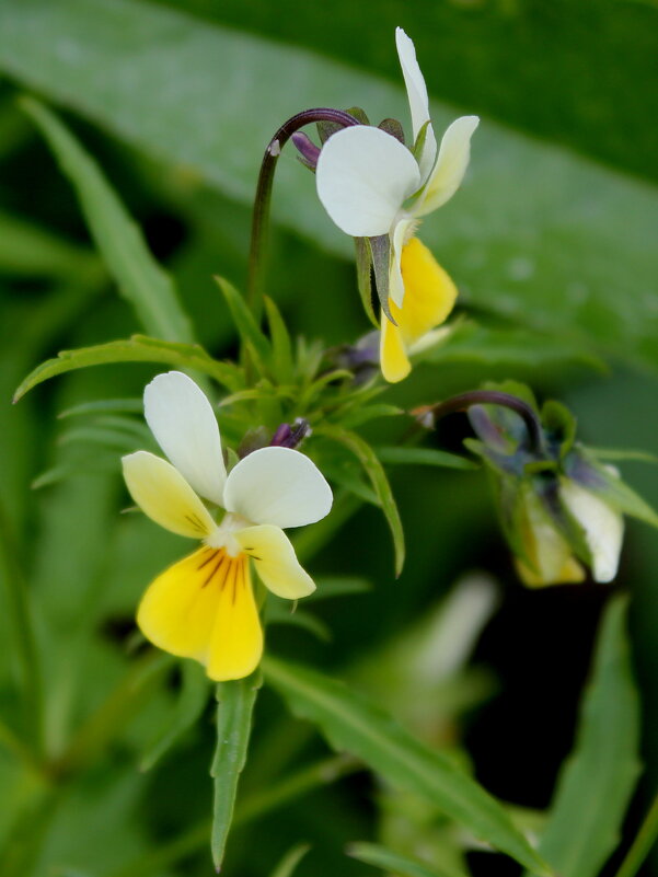 Фиалка полевая - Наталья Лунева 