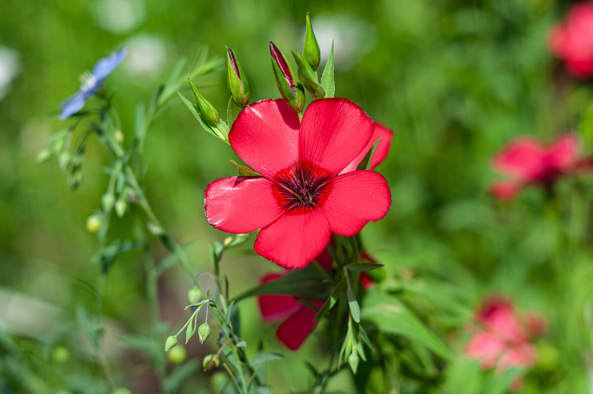 Дачная красота (Лён крупноцветковый) - Александр Филатов