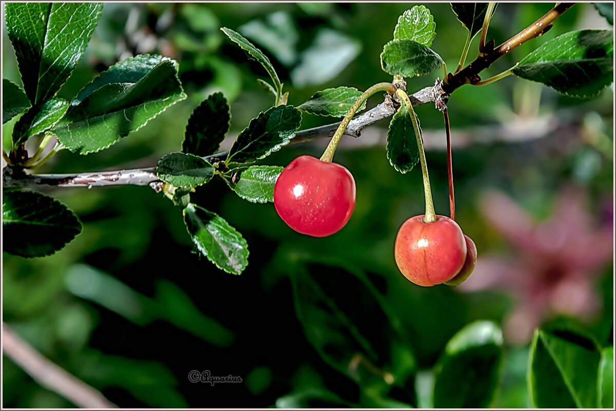 Июль — макушка лета... - Aquarius - Сергей