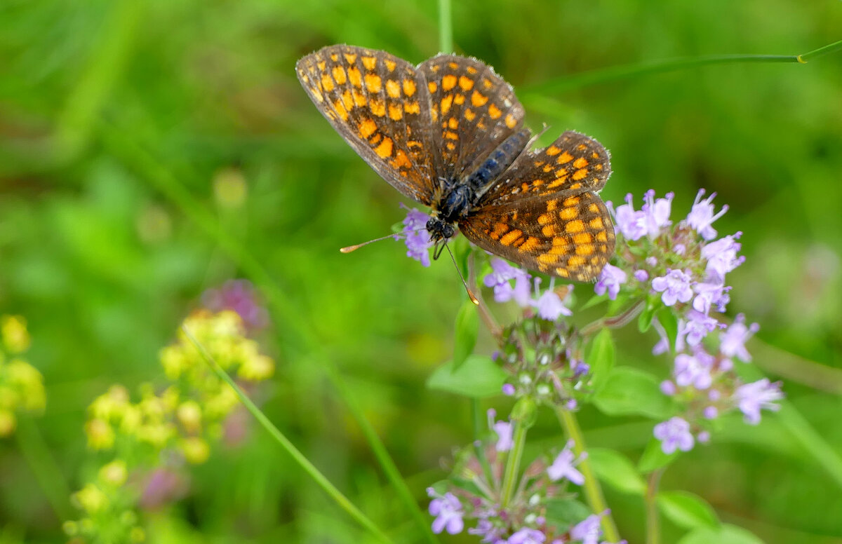бабочки середины лета 13 - Александр Прокудин бабочки середины лета 13 - Александр Прокудин