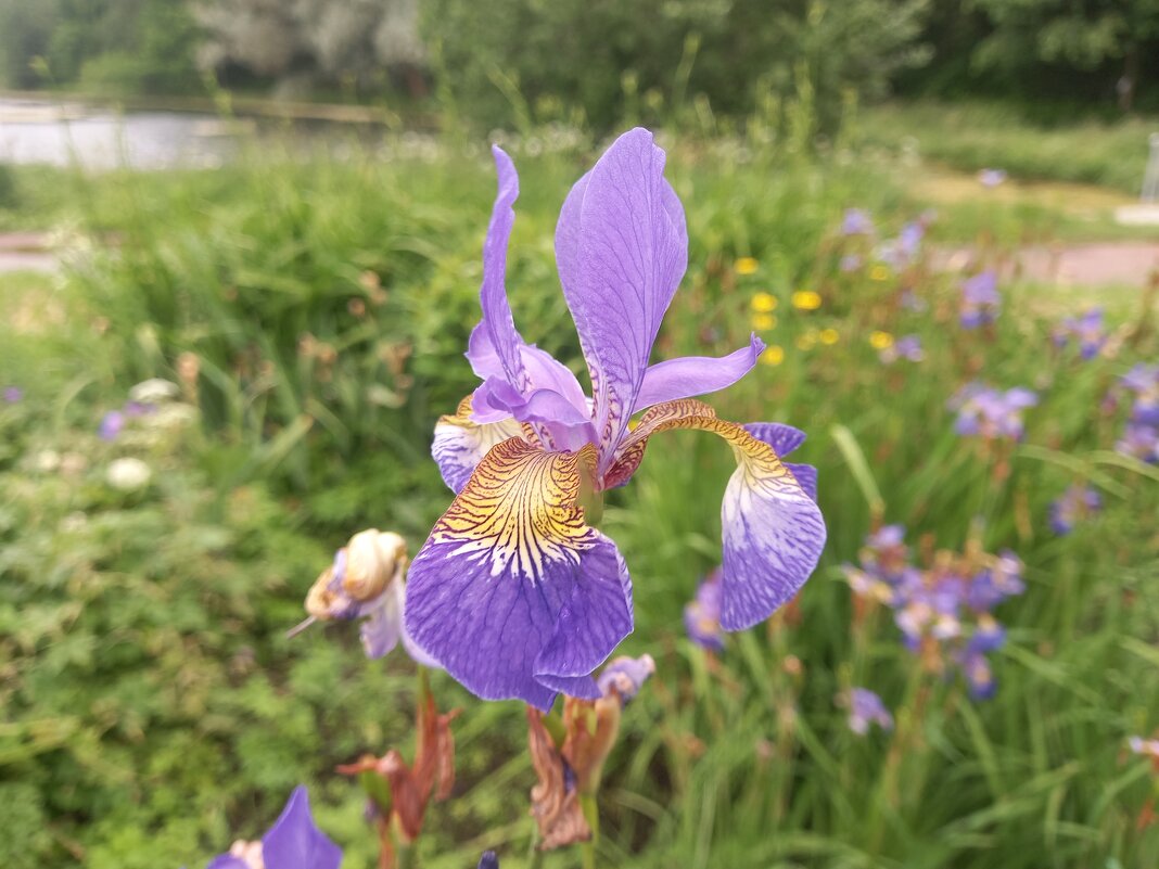 Ирис - Сапсан 