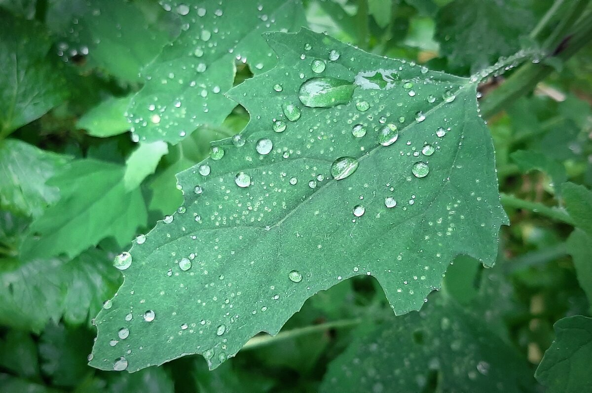 Капли - Наталья Герасимова