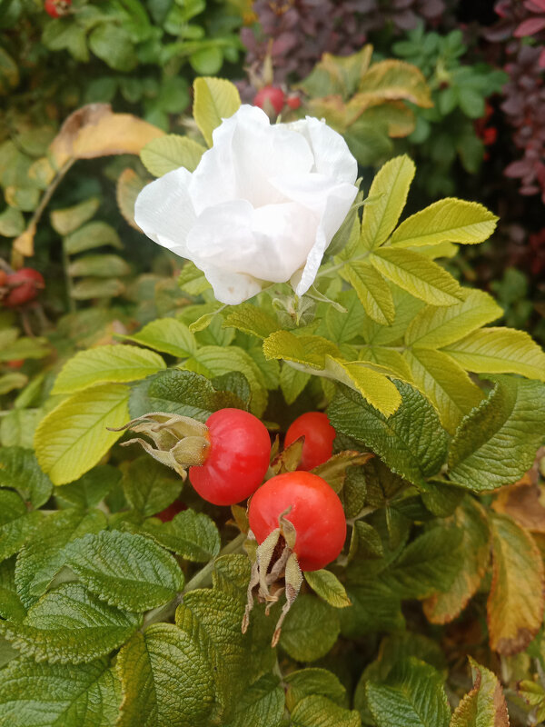 белая Роза Ругоза - Сергей Кочнев