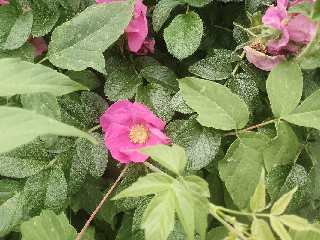 лето 2025 - Анастасия Малыгина