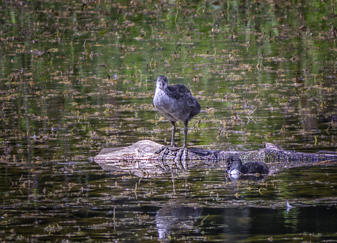Лысушата - Сергей Цветков