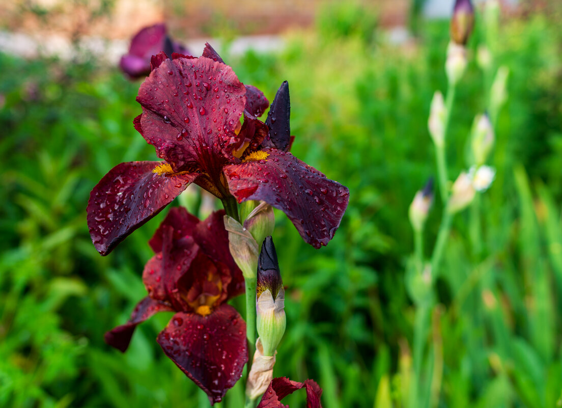 После дождя - Петр 