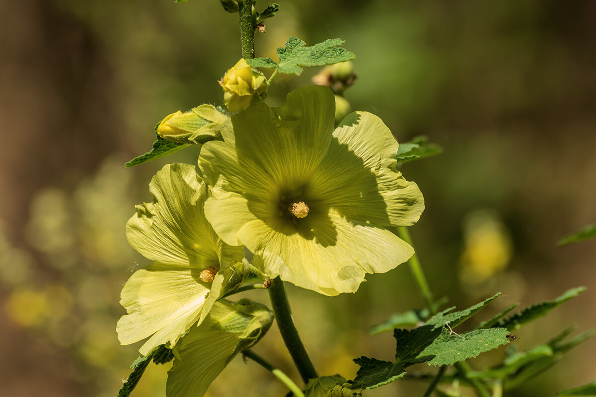 Мальвы - Игорь Сикорский