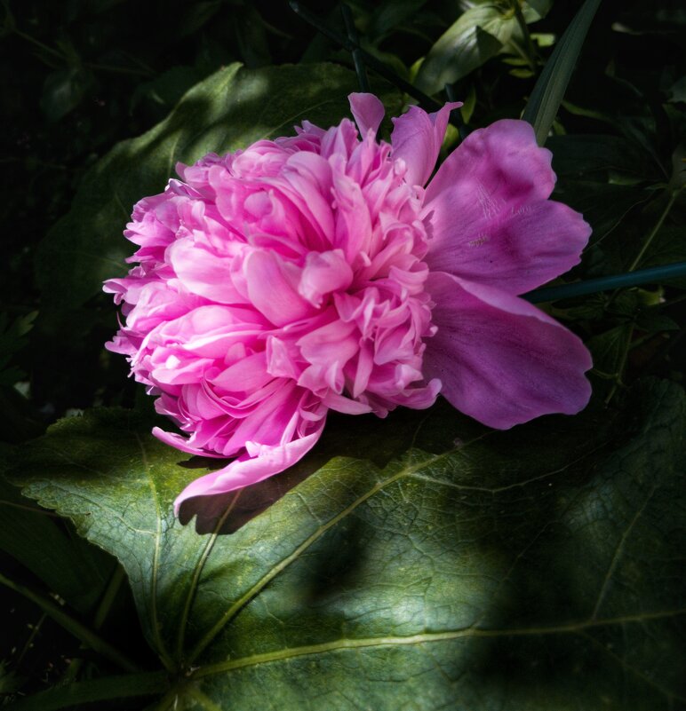 Красота пиона - Любимова Ольга 