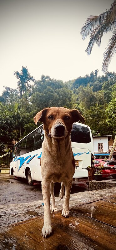 Цейлонский пес - Вадим 