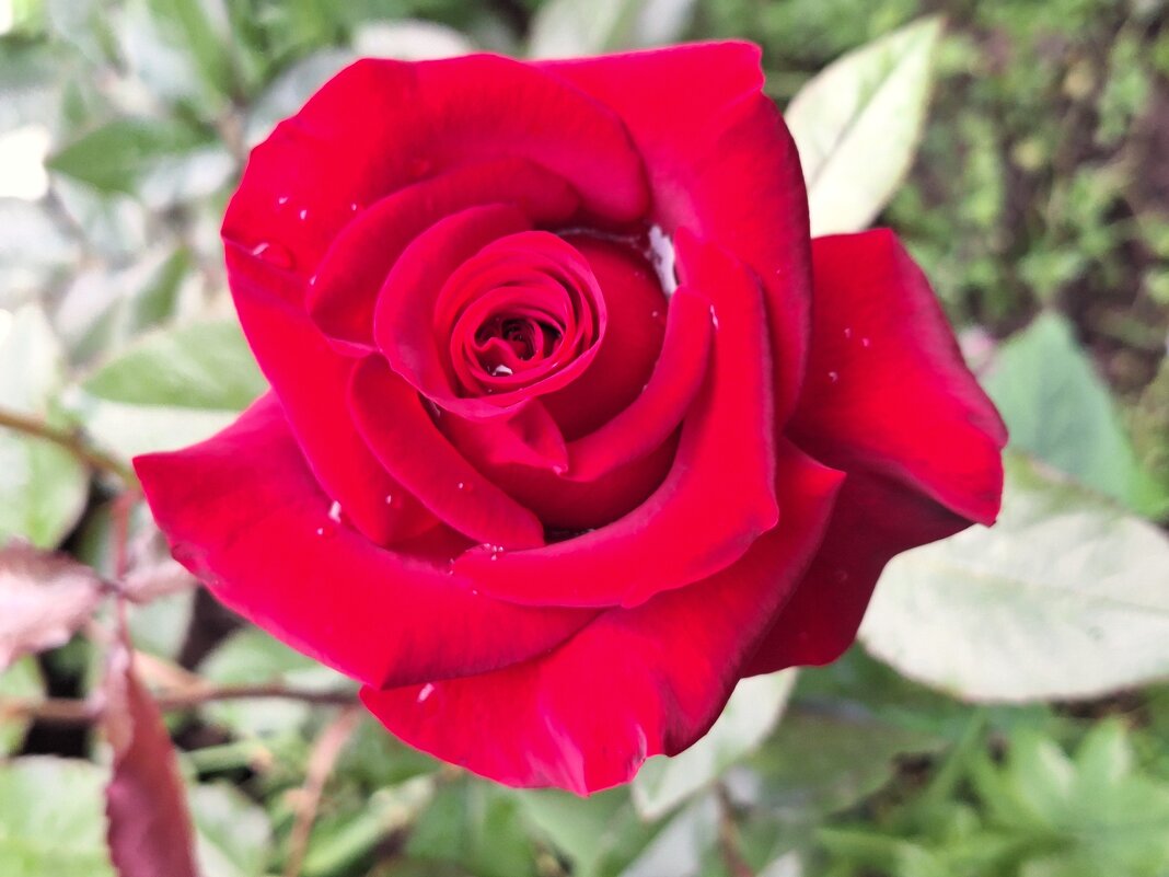 Роза - Наталья 