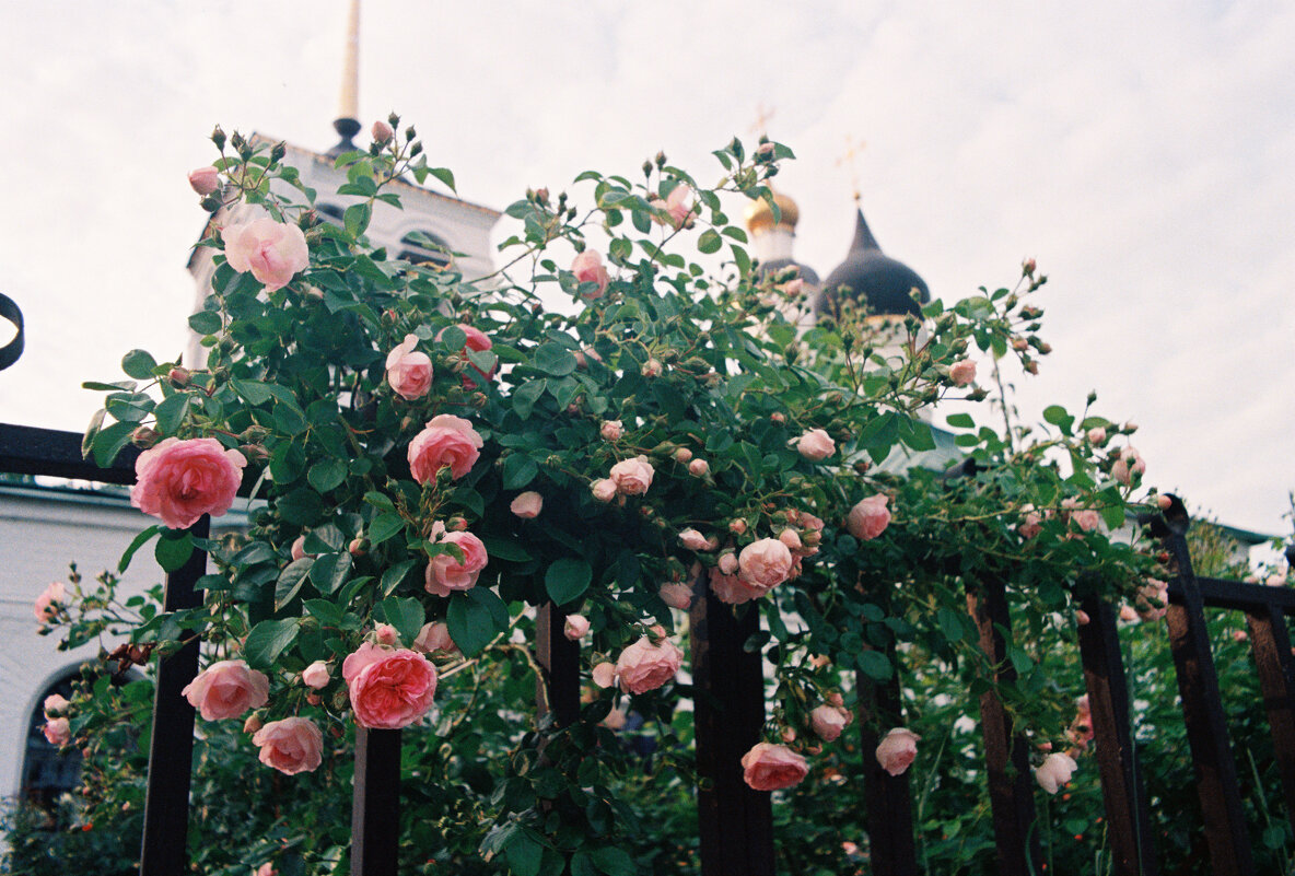 Розовое цветение - Виталий Потапкин