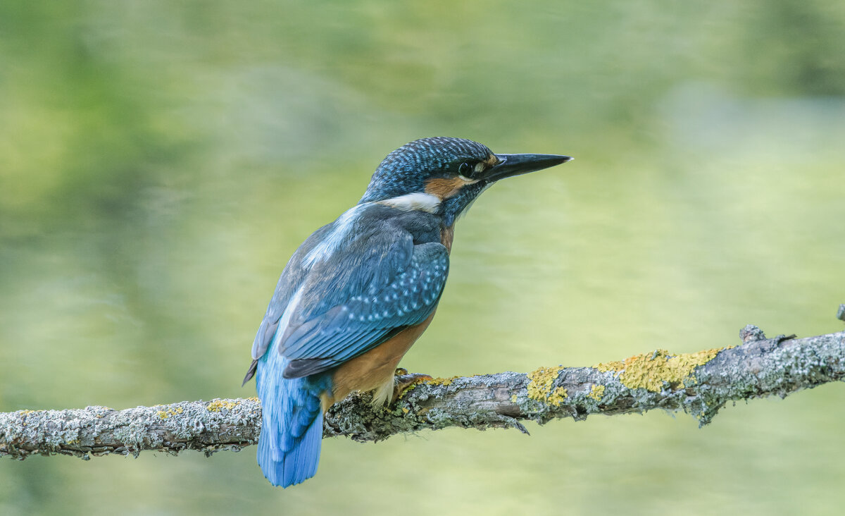зимородок - юрий макаров