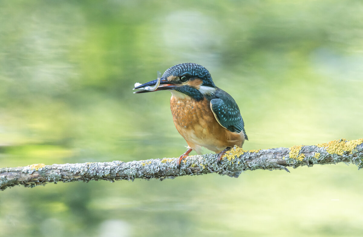 Александр Балаев - юрий макаров