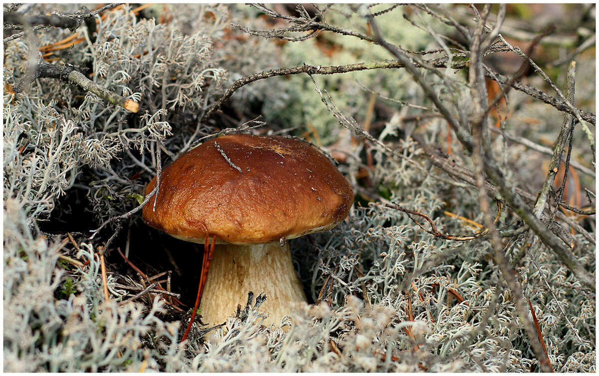 От тихой охоты... - Aleksandr Gal