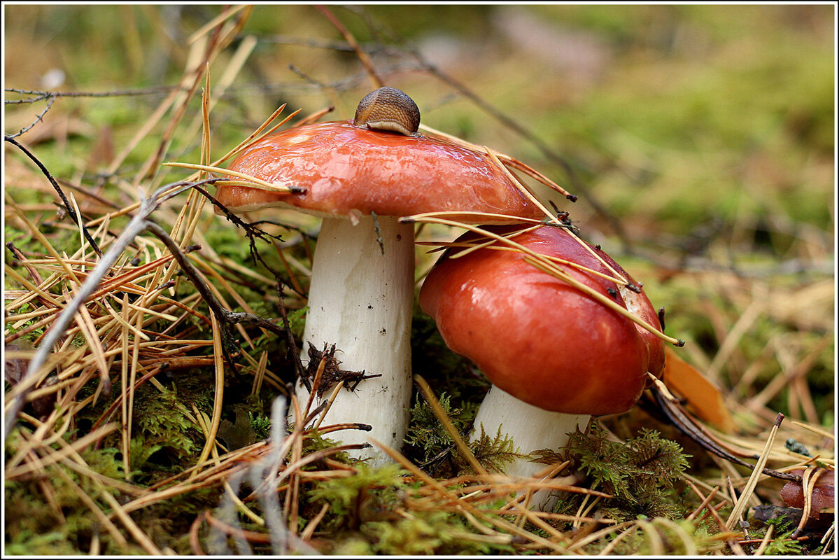 Сыроежки.... - Aleksandr Gal Сыроежки.... - Aleksandr Gal