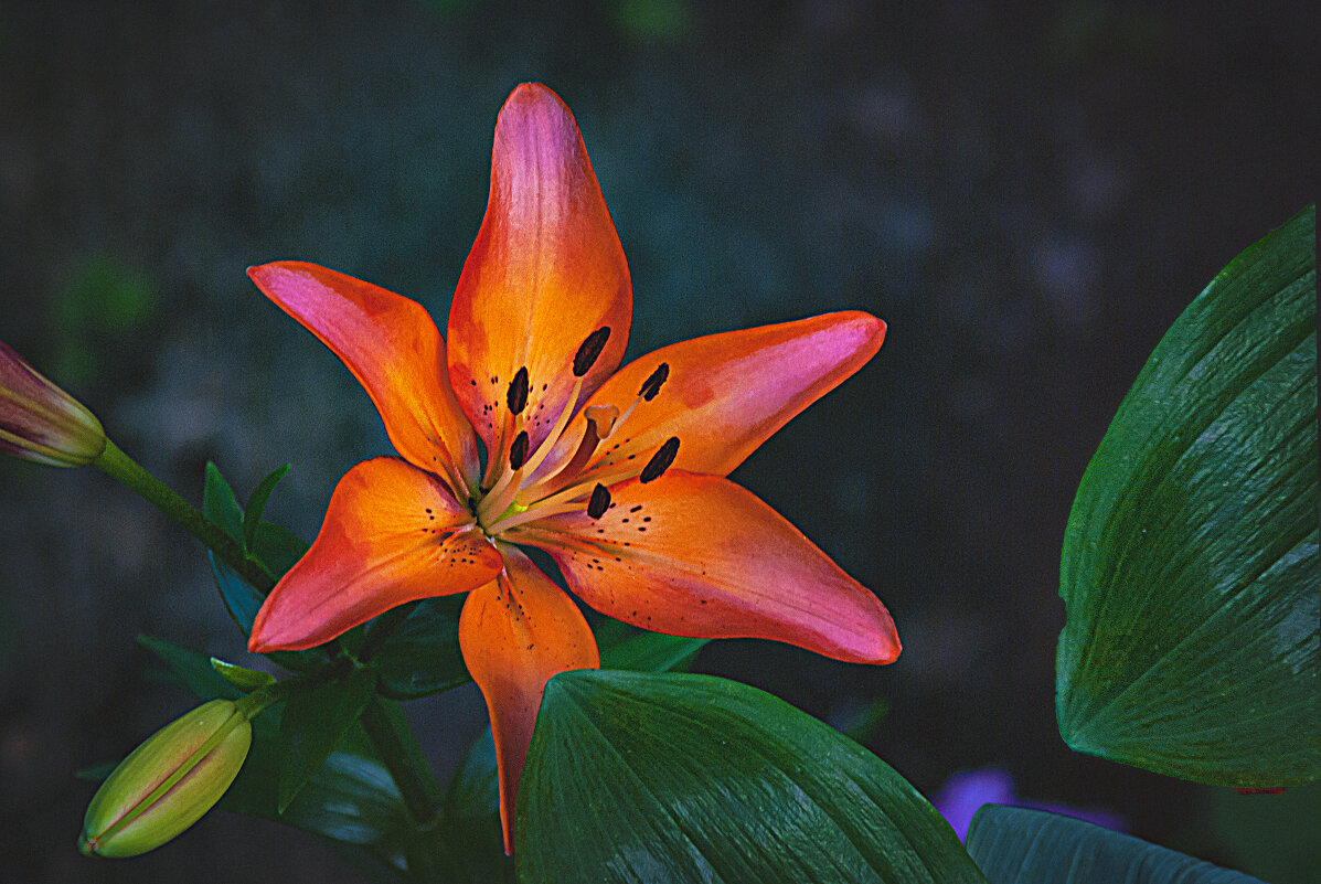 Фотозарисовка - Владимир Кроливец Фотозарисовка - Владимир Кроливец