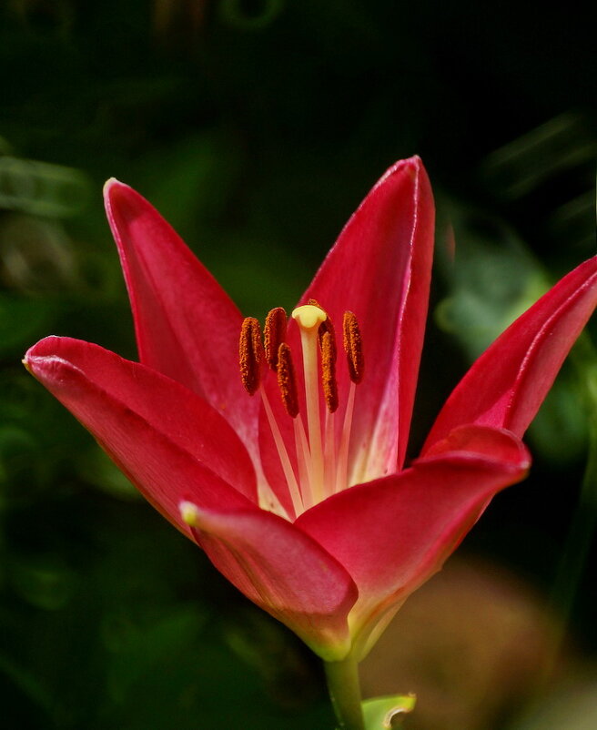 из серии " Когда я был в станице..." - Николай Саржанов