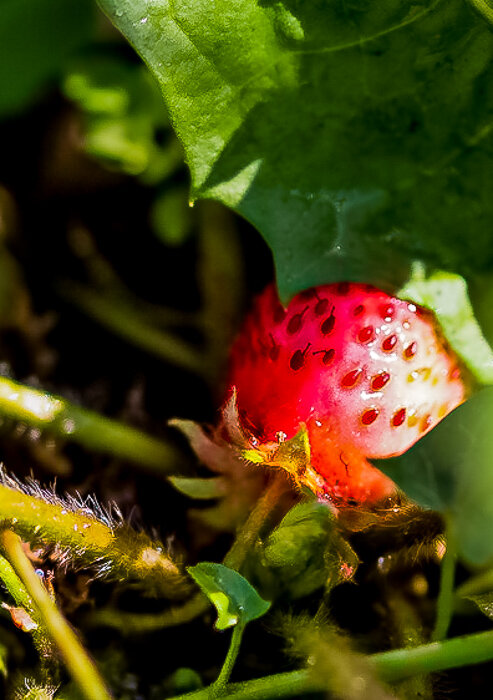 Клубника - Светлана SvetNika17