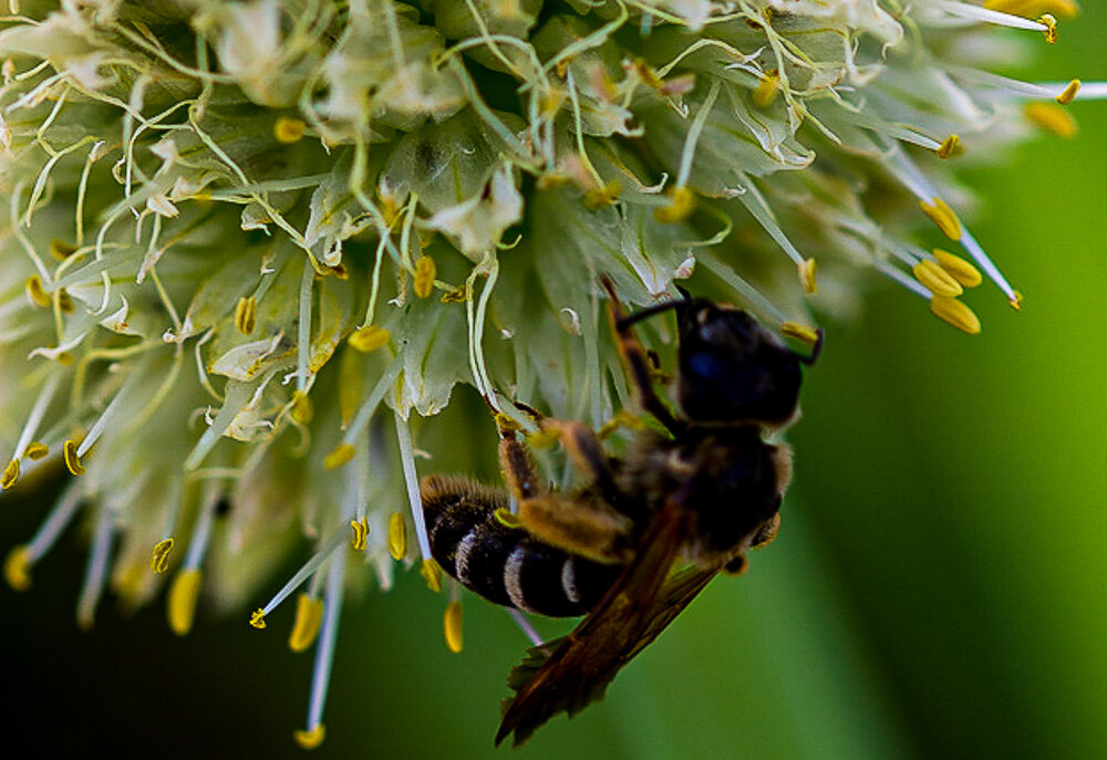 Пчела на цветке лука - Светлана SvetNika17