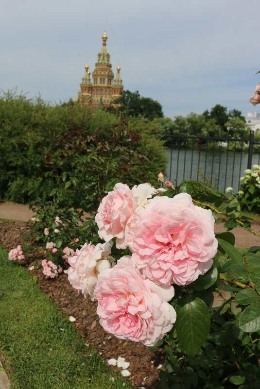 Розы петергофских парков - Ольга 